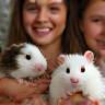 Alice et Léa avec leurs cochons d’Inde