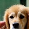 Service de toilettage personnalisé pour chiens et chats